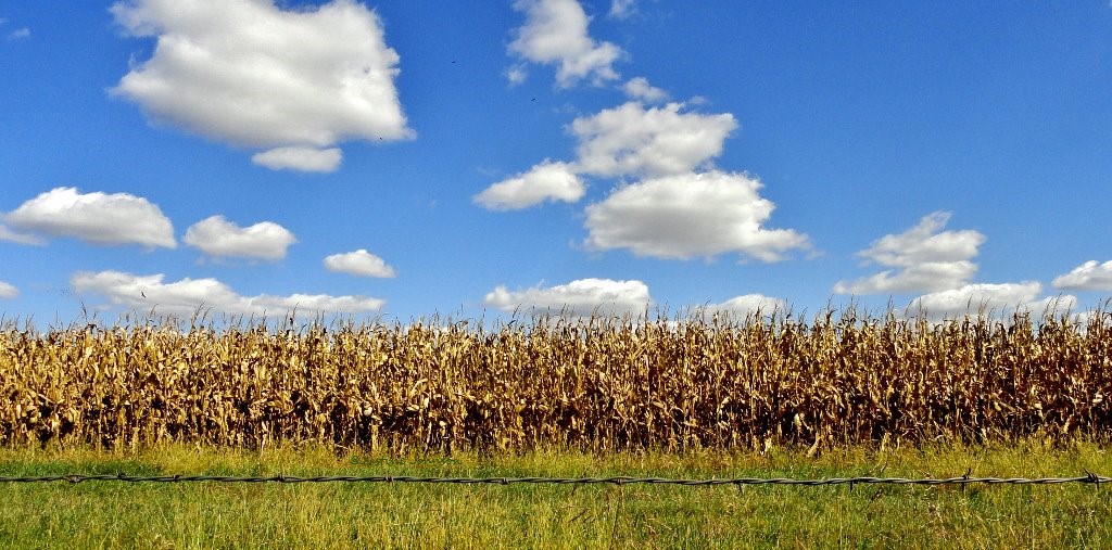 Corn field with blue skies.