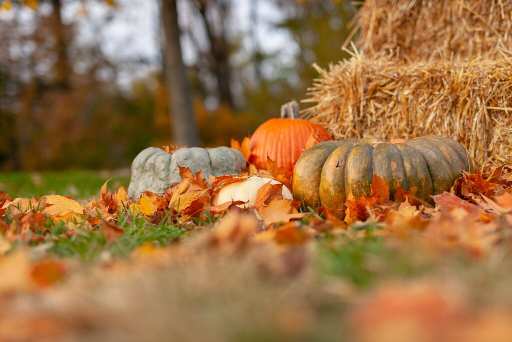 Pumpkins on the grass in front of a haystack, leaves on the ground in the fall.