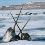 Three narwhals with horns sticking up out of an icy ocean.