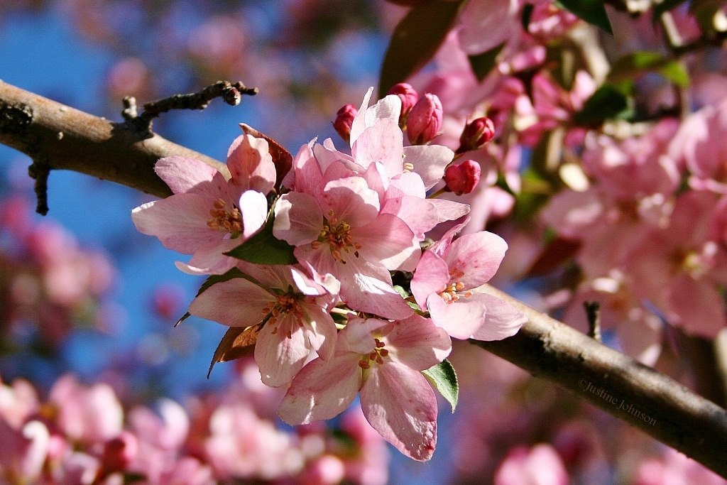 Close-up of a tree branch with budding pink flowers.