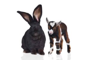 A large black rabbit and a baby goat