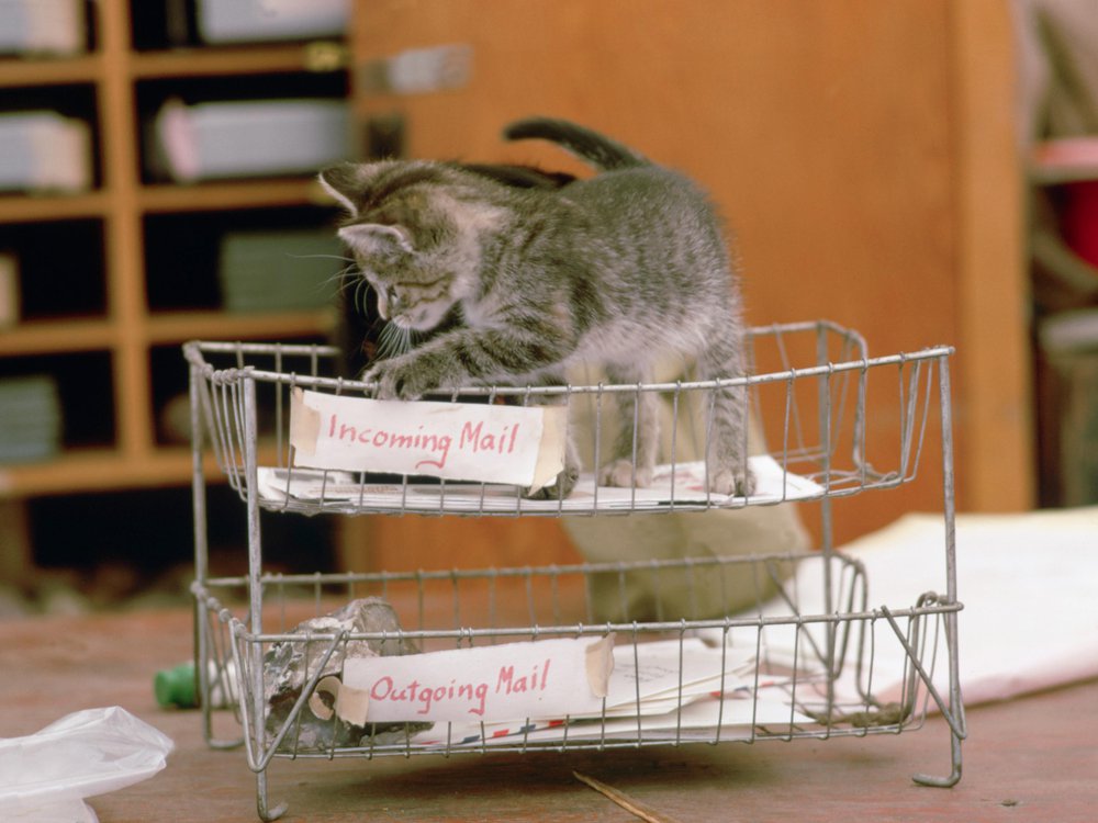 Small gray tabby kitten on top of a silver mail organizer labeled "incoming mail"