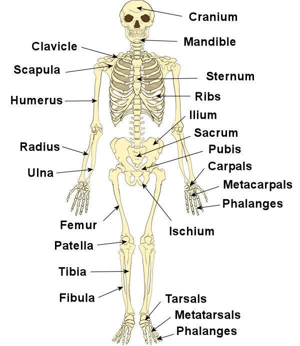 Skeleton infographic with every bone labeled