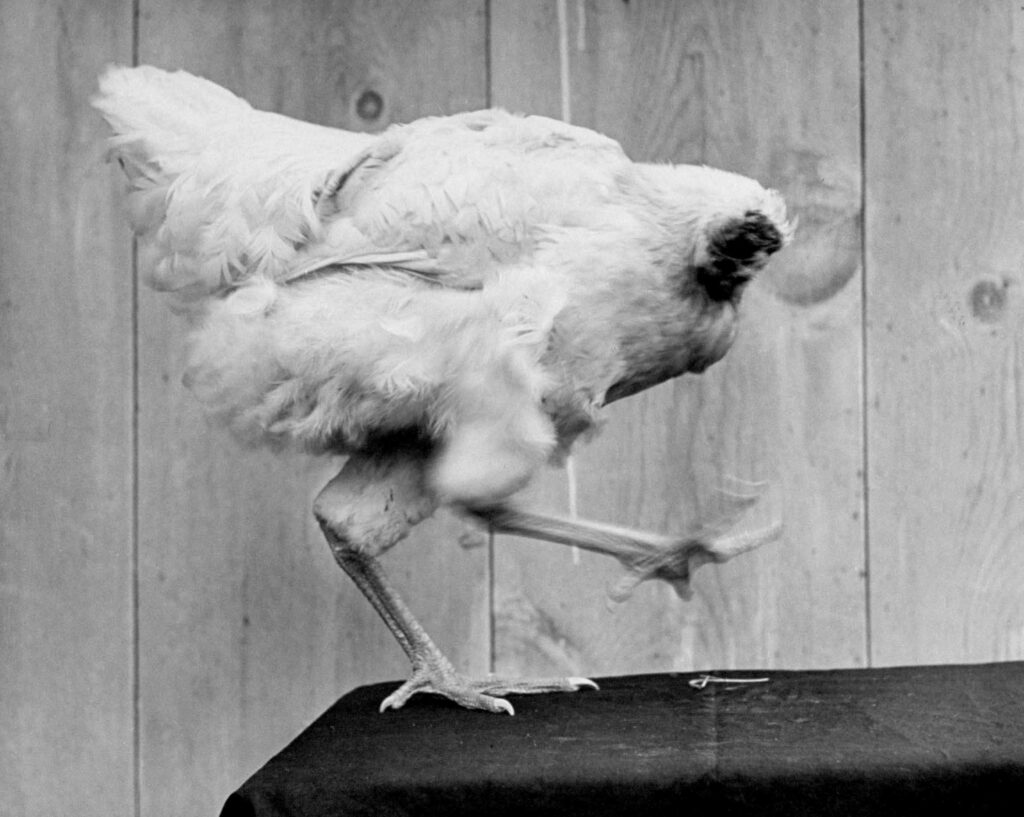 Black-and-white photo of Mike the headless chicken