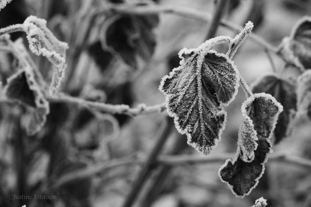 Grey image of leaves frozen in the winter