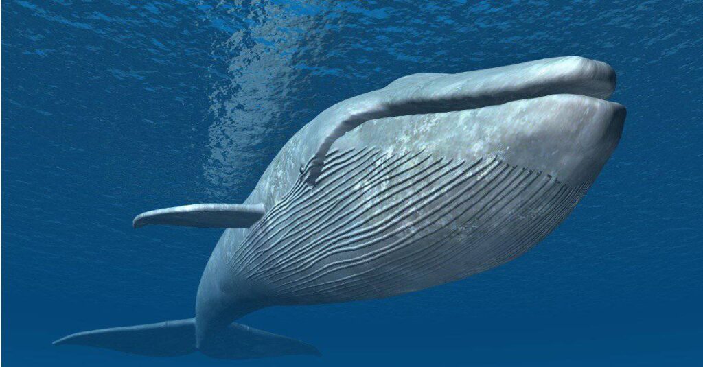 Large blue whale swimming in ocean.