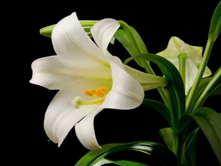 Close-up of a white lily on black background.