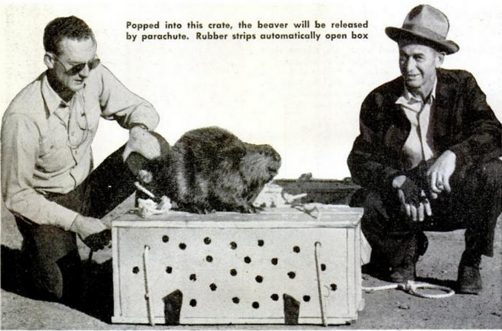Graphic from the 1940s, depicting two men kneeling next to a crate. On top of the crate sits a beaver. Text above the men states, "Popped into this crate, the beaver will be released by parachute. Rubber strips automatically open box."